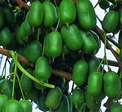 Актинидия (аргута) - Иссей