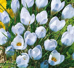 Крокус (ботанический) - Блю Перл