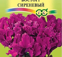 Цикламен Бахромчатый Восторг сиреневый