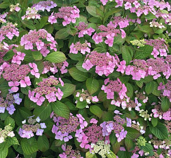 Гортензия почвопокровная Пурпурная королева
