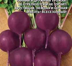 Редис Темная ночь
