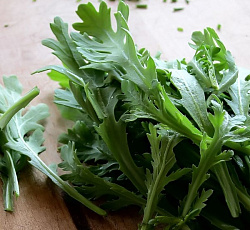 Хризантема овощная Мираж