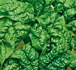 Шпинат Матадор