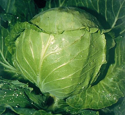 Капуста белокочанная Грибовский 147 (№ 1)