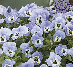 Фиалка рогатая Флорал Пауэр Марина