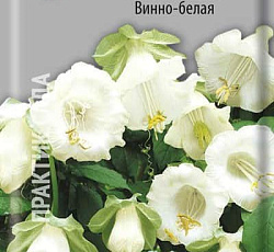 Кобея лазающая Винно-белая