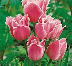 Тюльпан (Многоцветковый) - Фринджет Фэмили