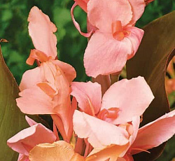 Канна (карликовая) - Энджел Мартин