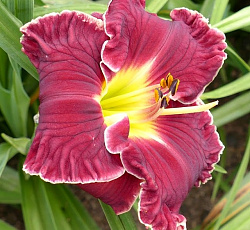 Лилейник (гибридный) - Чиз энд Вайн