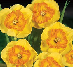 Нарцисс (крупнокорончатый) - Берлин (Люкс)