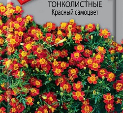 Бархатцы тонколистные Красный самоцвет