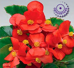 Бегония вечноцветущая зеленолистная Этерна Ред