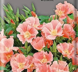 Годеция крупноцветковая Феникс