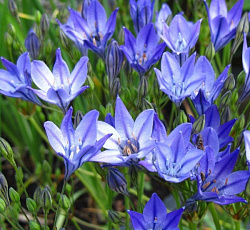 Трителейя (рыхлая) - Квин Фабиола