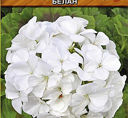 Пеларгония Магия лета F2 белая