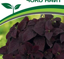 Колеус крупнолистный Чоко Найт