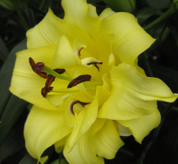 Лилия (восточная махровая) - Экзотик Сан