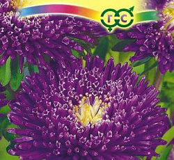 Астра Принцесса Боретта темно-фиолетовая