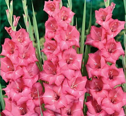 Гладиолус (крупноцветковый) - Эплоз