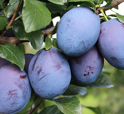 Слива - Конфетная