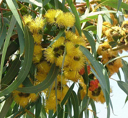 Эвкалипт лимонный Флагман