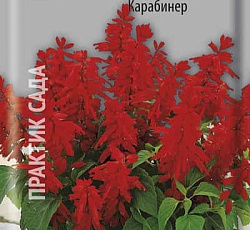 Сальвия Сверкающая Карабинер