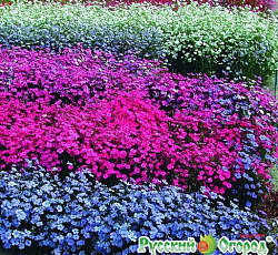 Вискария Холидей смесь