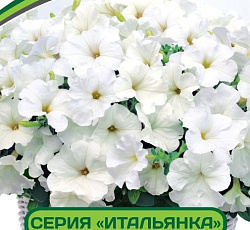 Петуния Итальянка Бьянка F1 многоцветковая каскадная