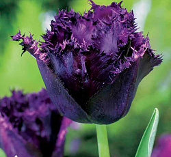 Тюльпан (Бахромчатый) - Кубан Найт