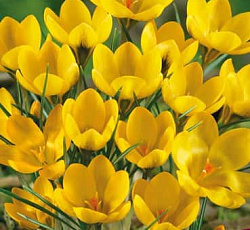 Крокус (ботанический) - Голдилокс