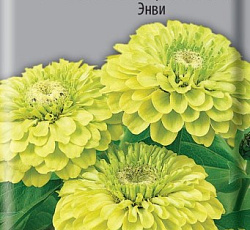 Цинния георгиноцветковая Энви