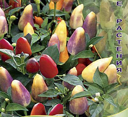 Перец декоративный Кроха