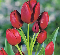 Тюльпан (Многоцветковый) - Рулет