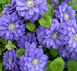 Клематис (крупноцветковый) - Флорал Дэнс (Люкс)