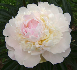 Пион (Травянистый) - Вог