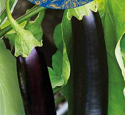 Баклажан Халиф