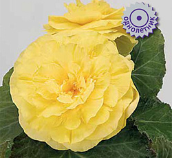 Бегония клубневая Инфинити Еллоу