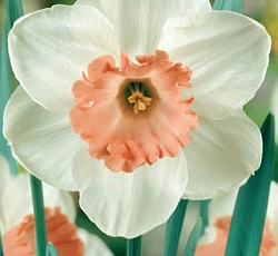 Нарцисс (крупнокорончатый) - Романс