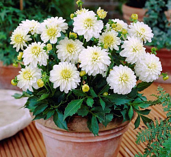 Георгина (декоративная) - Гэллери Арт Фэр