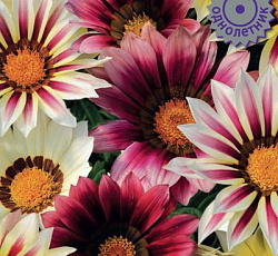 Газания Нью Дэй Стравберри Шорткейк микс