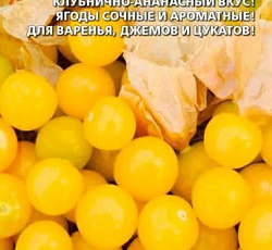 Физалис Кондитер