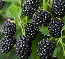 Ежевика - Блэк Джем (Люкс)