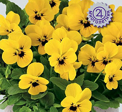 Фиалка рогатая Эдмаер Еллоу Блотч