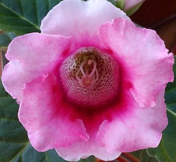 Глоксиния Аванти Нежно-розовая F1