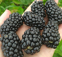 Ежевика - Прайм Арк Фридом (Люкс)