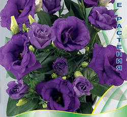 Эустома махровая Рози Синяя