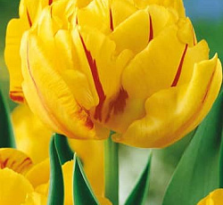 Тюльпан (Махровый ранний) - Монселла