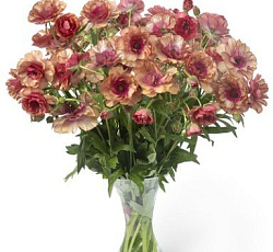 Лютик (гибридный) - Баттерфляй Муза