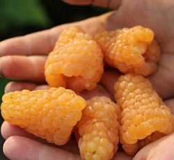 Малина (ремонтантная) - Оранжевое Чудо