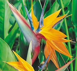Стрелиция Райская птица